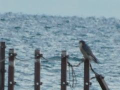 Falco peregrinus tundrius