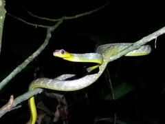 Chironius multiventris