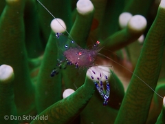 Ancylomenes sarasvati