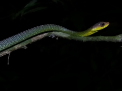 Chironius multiventris