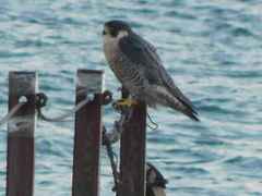 Falco peregrinus tundrius