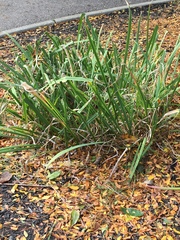 Irideae