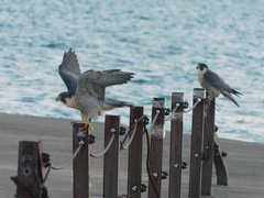 Falco peregrinus tundrius