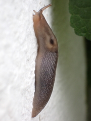 Lehmannia marginata image