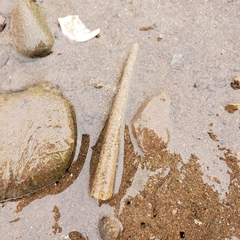Pectinariidae