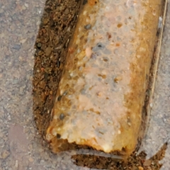 Pectinariidae