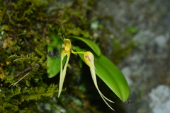 Bulbophyllum macraei