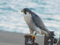 Falco peregrinus tundrius