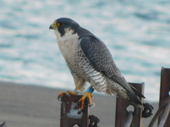 Falco peregrinus tundrius