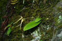 Bulbophyllum macraei