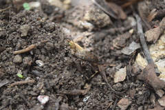 Atrypanius irrorellus