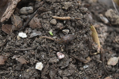 Atrypanius irrorellus