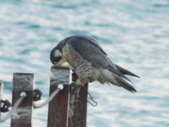 Falco peregrinus tundrius