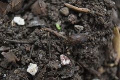 Atrypanius irrorellus