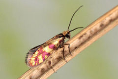 Micropterix tunbergella