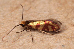 Micropterix tunbergella