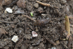 Atrypanius irrorellus