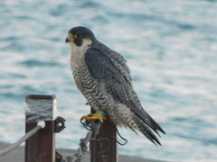 Falco peregrinus tundrius