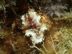 Pseudoceros leptostictus