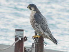 Falco peregrinus tundrius