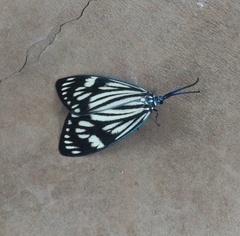 Cyclosia latipennis