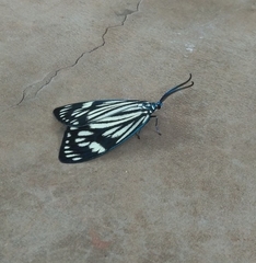 Cyclosia latipennis