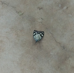 Cyclosia latipennis
