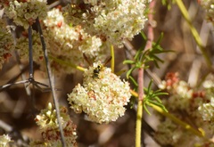 Eucerceris provancheri