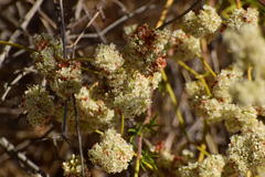 Eucerceris provancheri