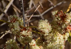 Eucerceris provancheri