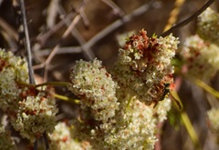 Eucerceris provancheri