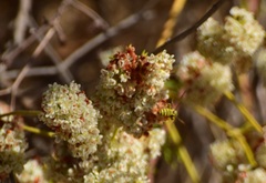 Eucerceris provancheri