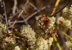 Eucerceris provancheri