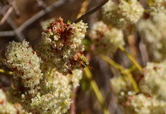 Eucerceris provancheri