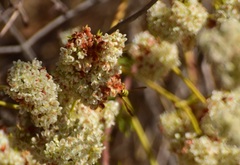 Eucerceris provancheri