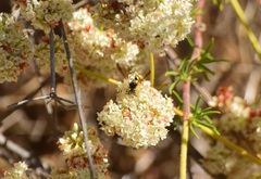 Eucerceris provancheri