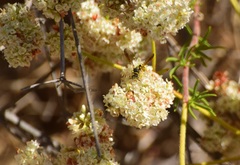 Eucerceris provancheri