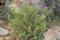 Muraltia rhamnoides