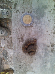 Bassariscus