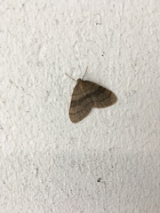 Operophtera