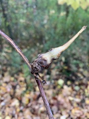 Neolasioptera vitinea