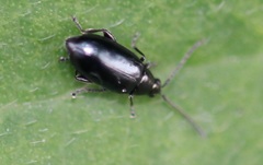 Phyllotreta nigripes