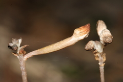 Didymoplexis verrucosa