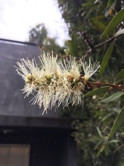 Melaleuca leucadendra