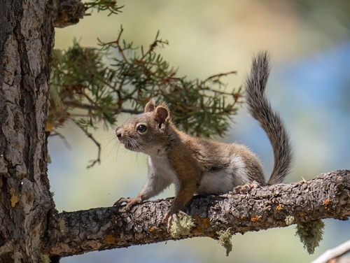 Fremont's Squirrel, Kaibab National Forest, Marble Canyon, AZ, US, photo 5 of 10