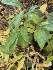 Lonicera involucrata
