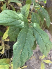 Lonicera involucrata