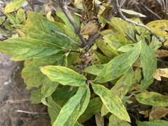 Lonicera involucrata