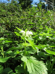 Lamium album