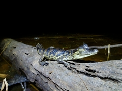 Caiman crocodilus